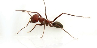 巨大的红蚂蚁