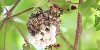 黄蜂和巢在树上(膜翅目)
