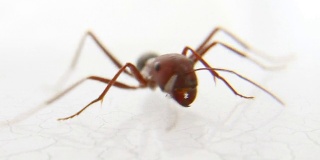 大红蚂蚁在跑