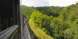 从火车上拍摄的树木