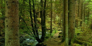 小溪在春天森林多莉拍摄(4K/超高清高清)