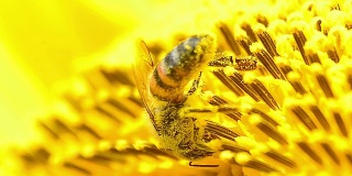 向日葵上蜜蜂的特写