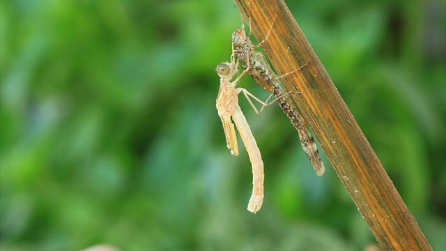 蜻蜓从幼虫中出来