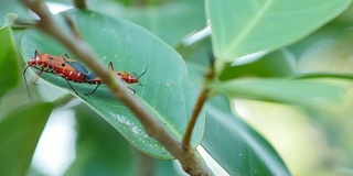 昆虫繁殖