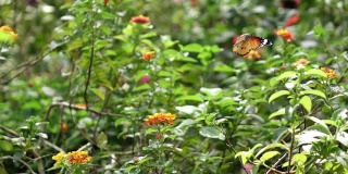 Slomo橙色蝴蝶飞在完美的姿态。