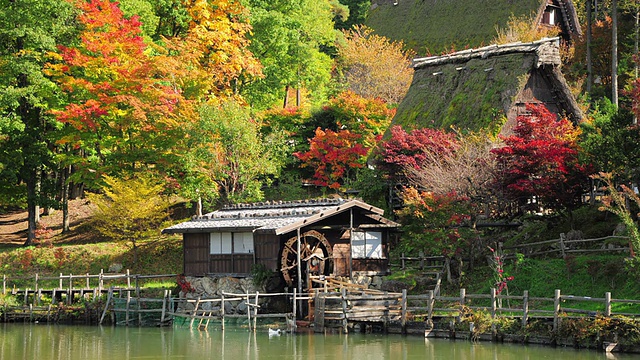 日本高山飞田民俗村的一棵秋色斑斓的树。