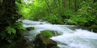 Stream in green forest