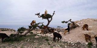 在阿甘树上吃阿甘坚果的摩洛哥山羊