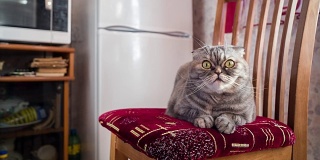 饿猫在椅子上的冰箱旁等着。