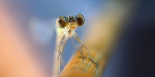 太极蜻蜓移动手臂