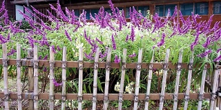 日本房子花园里的紫罗兰丛