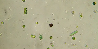 微生物-藻类细胞