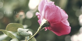 粉红玫瑰[爱是…]