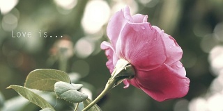 粉红玫瑰[爱是…]