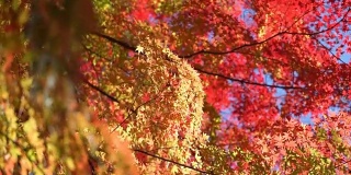 秋风吹过树叶。