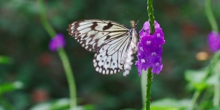 花和蝴蝶的慢镜头