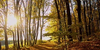 森林里美丽的秋树
