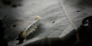 蠕虫在叶