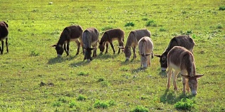 在牧场上吃草的驴