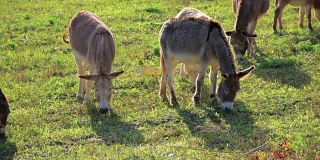 草地上的一群驴