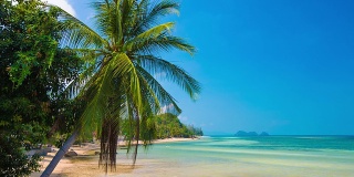 棕榈及热带海滩