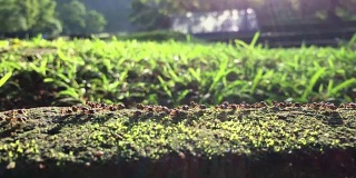 花园里的蚂蚁