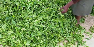 斯里兰卡，茶叶收获后检查