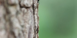 高清微距黑蚂蚁在树上行走