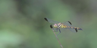 蜻蜓