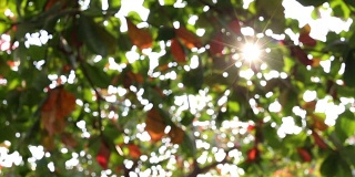 阳光透过树叶照在树上，模糊的镜头