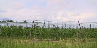 种植在法国