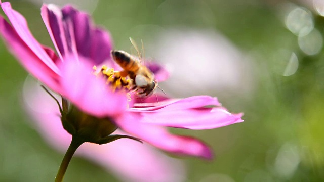 蜜蜂从Cosmos flower (Cosmos Bipinnatus)获得蜂蜜到蜂巢