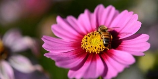 蜜蜂从Cosmos flower (Cosmos Bipinnatus)获得蜂蜜到蜂巢