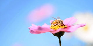 蜜蜂在粉红色的花上