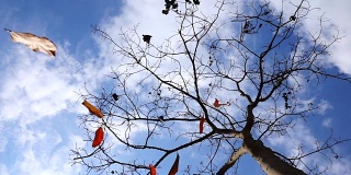 Slomo Falling Leaves From Blue Sky