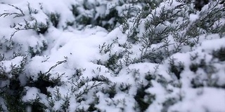 冷杉的树枝在雪地里