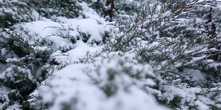 冷杉的树枝在雪地里