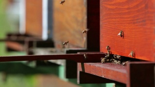蜜蜂飞进蜂巢视频素材模板下载