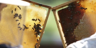 蜂箱上的蜜蜂