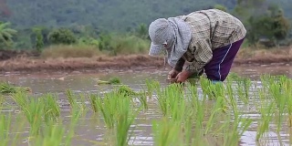 亚洲农民在工作中种植水稻