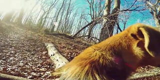 狗POV在森林里