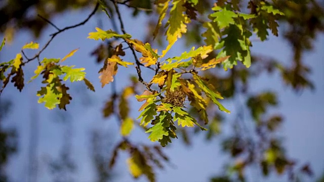 秋天的树叶在森林里
