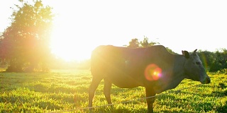 牛在收获后的稻田里与蓝天为伴