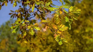秋天的树叶在森林里视频素材模板下载