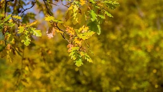 秋天的树叶在森林里视频素材模板下载