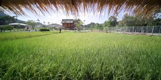 稻田和农舍