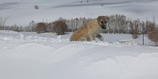 狗在雪中玩耍