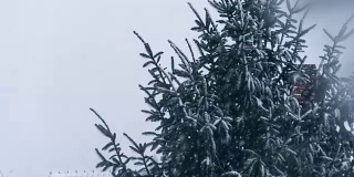 雪花落在白雪覆盖的冷杉树上