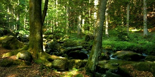 岩石溪在春天森林多莉拍摄(4K/超高清高清)