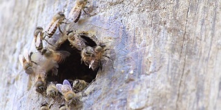 蜜蜂飞回树洞